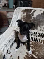 AKC Pugsley, a male Boston Terrier for sale in Avon Park, FL – 4 of 5