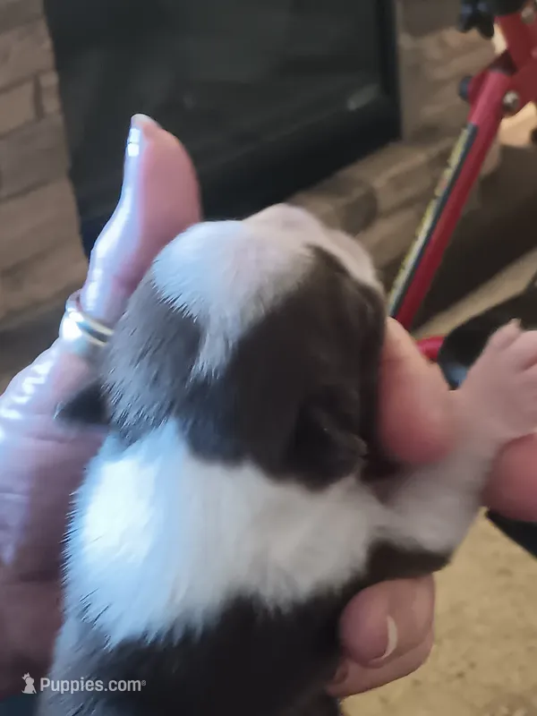 AKC Patty Girl – Boston Terrier puppy for sale in Avon Park, FL