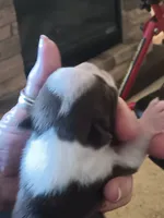 AKC Patty Girl, a  Boston Terrier for sale in Avon Park, FL – 1 of 5