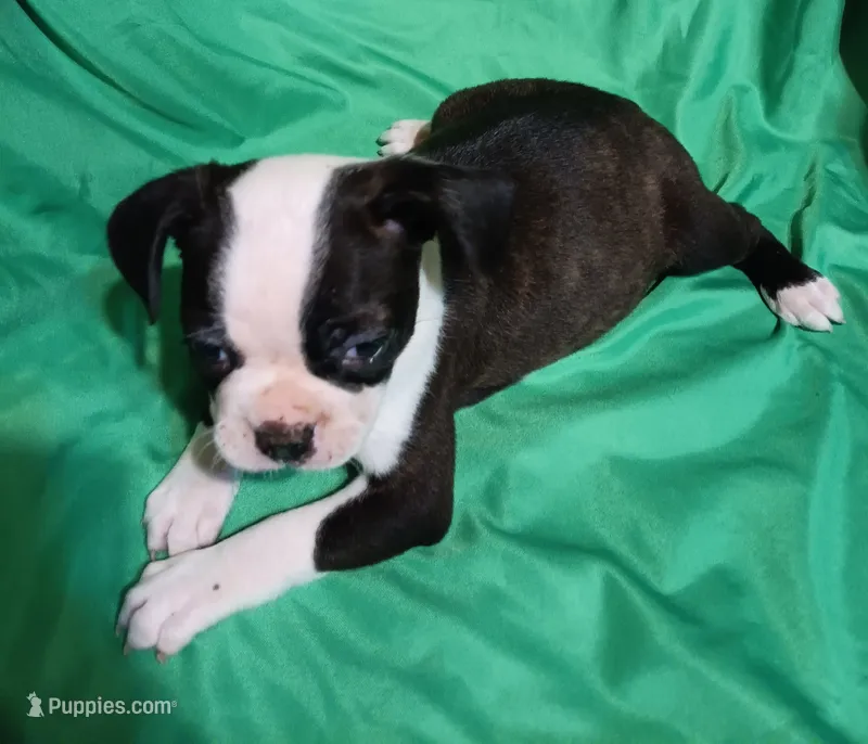 CKC Peggy – Boston Terrier puppy for sale in Avon Park, FL