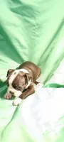 CKC Poppy, a female Boston Terrier for sale in Avon Park, FL – 5 of 5