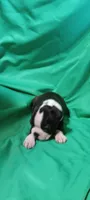 CKC Pansy, a female Boston Terrier for sale in Avon Park, FL – 5 of 5