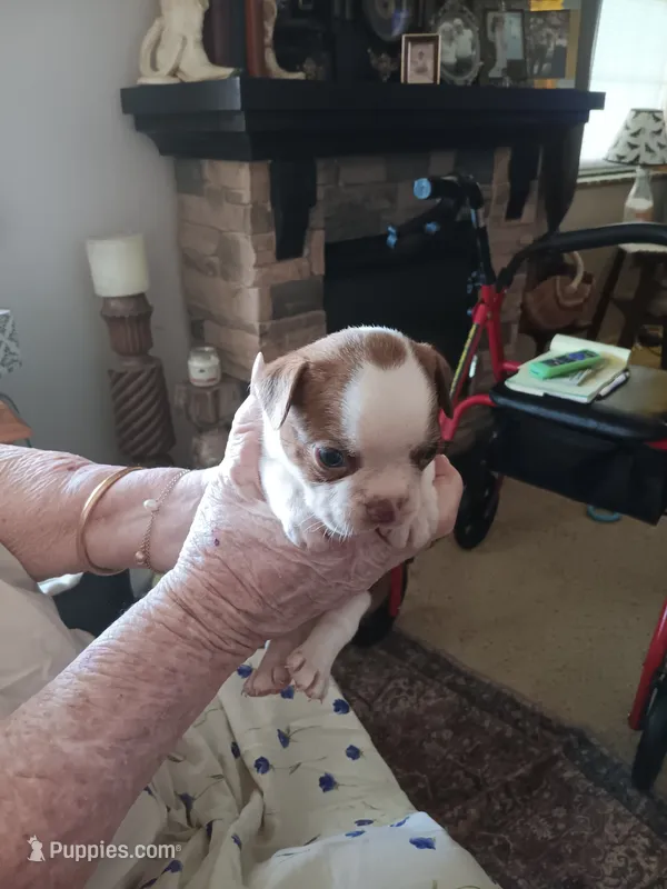 AKC KELSON   male – Boston Terrier puppy for sale in Avon Park, FL