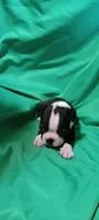 CKC Pansy, a female Boston Terrier for sale in Avon Park, FL – 3 of 5