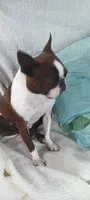 AKC Patty Girl, a  Boston Terrier for sale in Avon Park, FL – 3 of 5