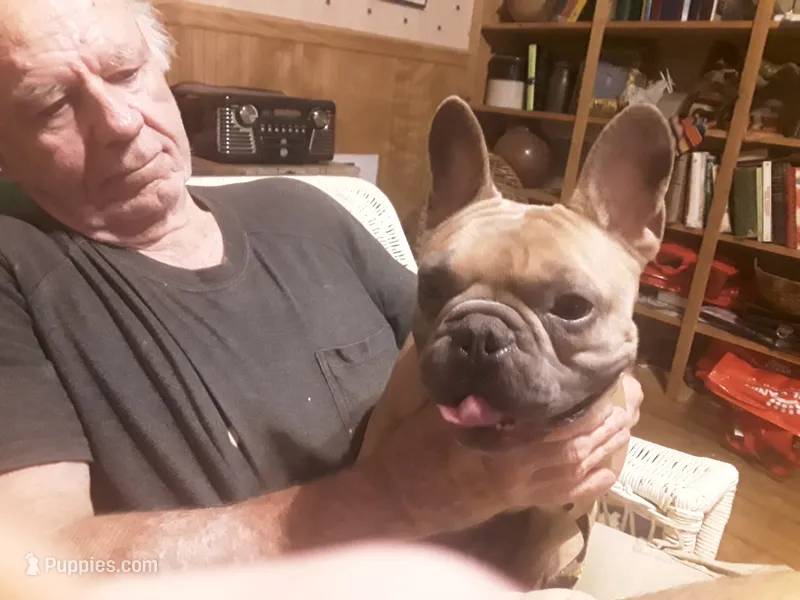 CKC Sherman – French Bulldog puppy for sale in Avon Park, FL