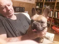 CKC Sherman, a male French Bulldog for sale in Avon Park, FL – 1 of 2