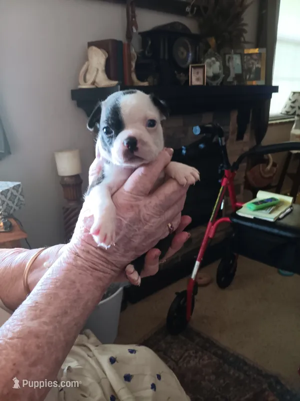 AKC Harry  Male – Boston Terrier puppy for sale in Avon Park, FL