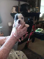 AKC Hadsel  Male, a male Boston Terrier for sale in Avon Park, FL – 1 of 8