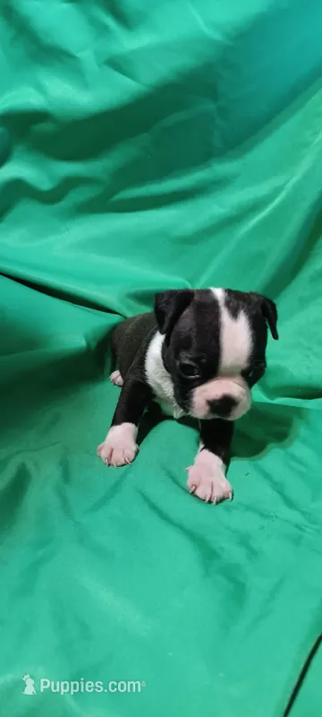 CKC Pansy – Boston Terrier puppy for sale in Avon Park, FL