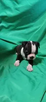 CKC Pansy, a female Boston Terrier for sale in Avon Park, FL – 1 of 5