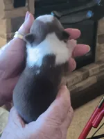 AKC mARK MALE, a  Boston Terrier for sale in Avon Park, FL – 4 of 6