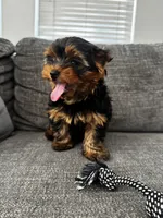 Chip, a male Yorkshire Terrier for sale in San Diego, CA – 2 of 3