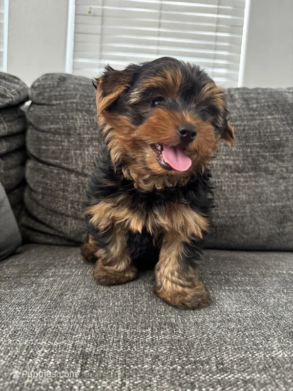 Chip – Yorkshire Terrier puppy for sale in San Diego, CA