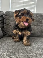 Chip, a male Yorkshire Terrier for sale in San Diego, CA – 1 of 3