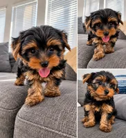Chip, a male Yorkshire Terrier for sale in San Diego, CA – 3 of 3