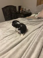 Athena, a female Miniature Australian Shepherd for sale in Crestview, FL – 6 of 7