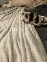 Hermes, a male Miniature Australian Shepherd for sale in Crestview, FL – 3 of 6