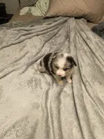 Hermes, a male Miniature Australian Shepherd for sale in Crestview, FL – 6 of 6