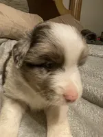 Ares, a male Miniature Australian Shepherd for sale in Crestview, FL – 3 of 6