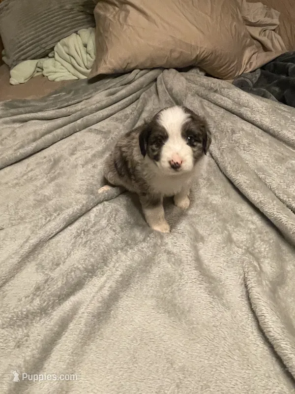 Artemis – Miniature Australian Shepherd puppy for sale in Crestview, FL