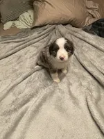 Artemis, a male Miniature Australian Shepherd for sale in Crestview, FL – 1 of 6