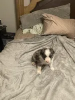 Artemis, a male Miniature Australian Shepherd for sale in Crestview, FL – 4 of 6