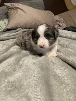 Artemis, a male Miniature Australian Shepherd for sale in Crestview, FL – 5 of 6