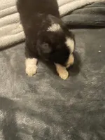 Apollo, a male Miniature Australian Shepherd for sale in Crestview, FL – 7 of 7