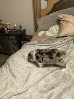 Artemis, a male Miniature Australian Shepherd for sale in Crestview, FL – 3 of 6