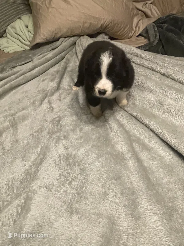 Apollo – Miniature Australian Shepherd puppy for sale in Crestview, FL