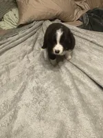 Apollo, a male Miniature Australian Shepherd for sale in Crestview, FL – 1 of 7