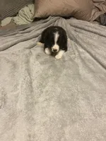 Zues, a male Miniature Australian Shepherd for sale in Crestview, FL – 4 of 7