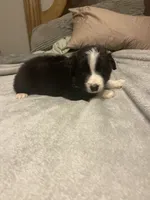 Zues, a male Miniature Australian Shepherd for sale in Crestview, FL – 3 of 7