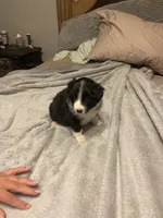 Athena, a female Miniature Australian Shepherd for sale in Crestview, FL – 5 of 7