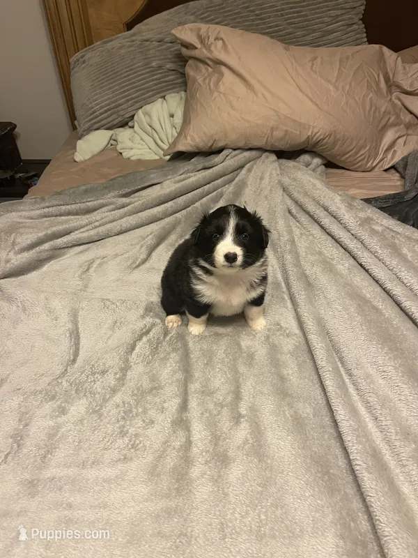 Athena – Miniature Australian Shepherd puppy for sale in Crestview, FL