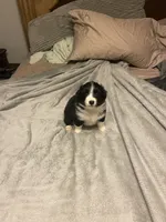 Athena, a female Miniature Australian Shepherd for sale in Crestview, FL – 1 of 7