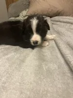 Zues, a male Miniature Australian Shepherd for sale in Crestview, FL – 2 of 7