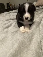 Apollo, a male Miniature Australian Shepherd for sale in Crestview, FL – 2 of 7