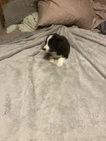 Zues, a male Miniature Australian Shepherd for sale in Crestview, FL – 6 of 7