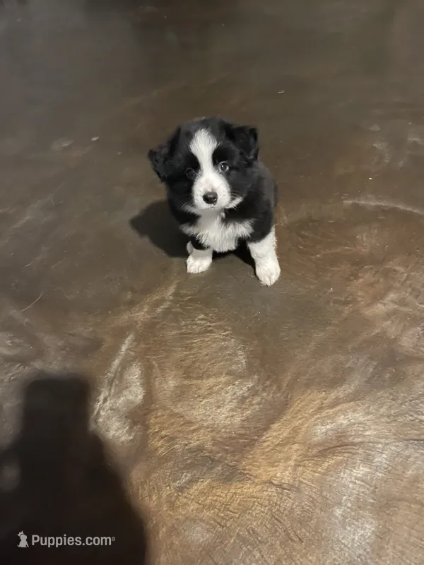 Zues – Miniature Australian Shepherd puppy for sale in Crestview, FL