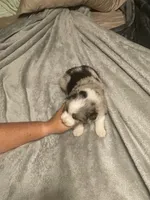 Ares, a male Miniature Australian Shepherd for sale in Crestview, FL – 4 of 6