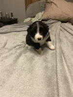 Athena, a female Miniature Australian Shepherd for sale in Crestview, FL – 2 of 7