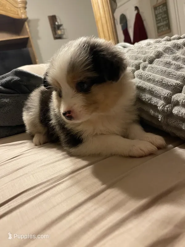 Hermes – Miniature Australian Shepherd puppy for sale in Crestview, FL