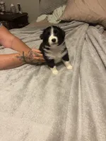 Athena, a female Miniature Australian Shepherd for sale in Crestview, FL – 3 of 7