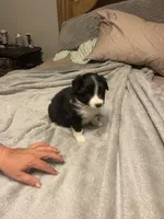 Athena, a female Miniature Australian Shepherd for sale in Crestview, FL – 4 of 7