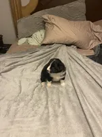 Athena, a female Miniature Australian Shepherd for sale in Crestview, FL – 7 of 7