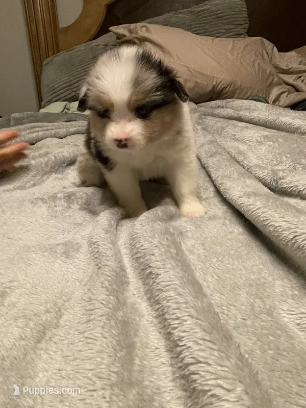 Hermes – Miniature Australian Shepherd puppy for sale in Crestview, FL