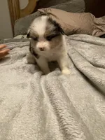Hermes, a male Miniature Australian Shepherd for sale in Crestview, FL – 1 of 6
