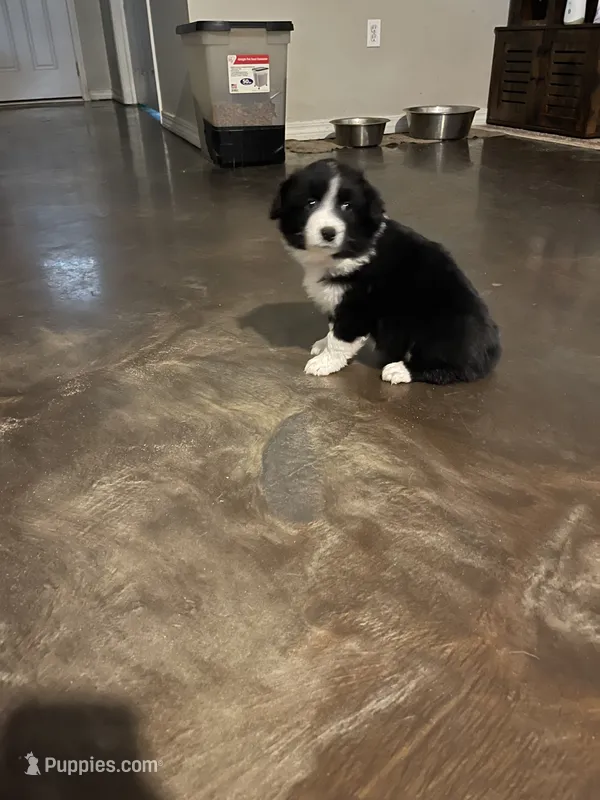 Athena – Miniature Australian Shepherd puppy for sale in Crestview, FL